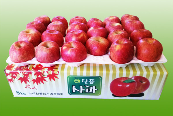 단풍사과 5kg 25과이내 